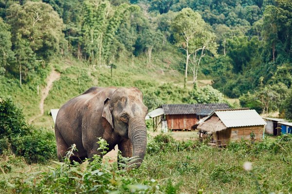 Quels sont les meilleurs spots pour l'observation des éléphants en liberté au Sri Lanka?